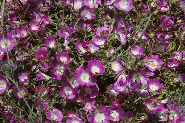 Cecilie Jensen Plant With Small Purple Flowers With Yellow Center